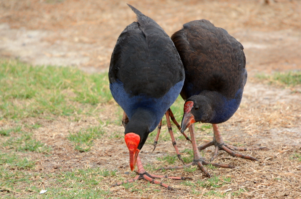 2 Pukekos auf dem Campingplatz