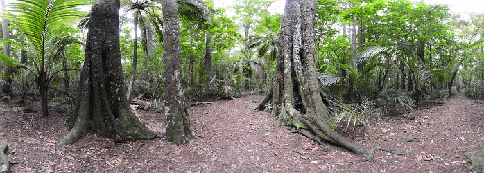 Bild: Panorama im Urwald