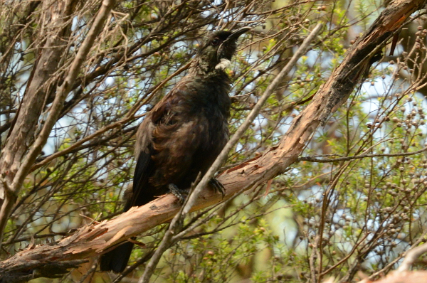 Ein Tui