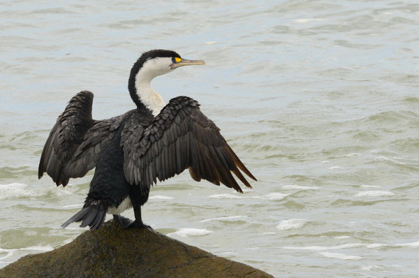 Shag-Rock