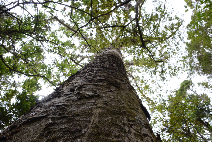 Kauribaum in einem Wald bei Orewa