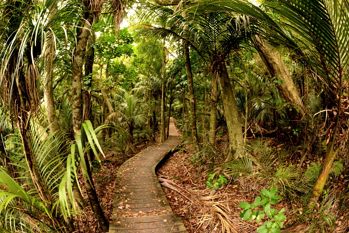 In einem Wald bei Orewa