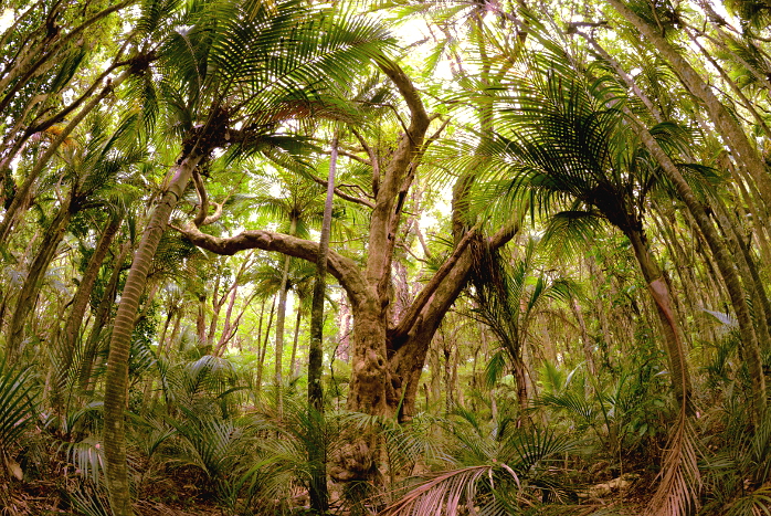 In einem Wald bei Orewa