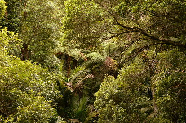 So lieb ich den Wald