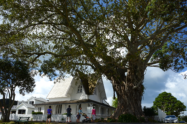 Ein Riesenbaum in Russell