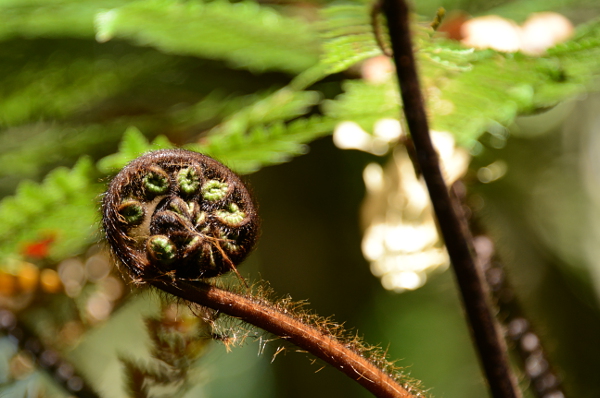 Ein Koru