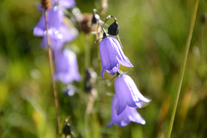 Frische Blüten