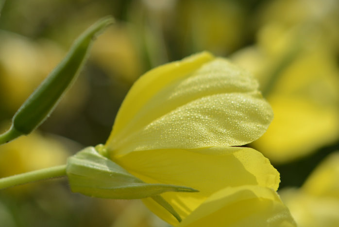 Blüte mit Morgentau