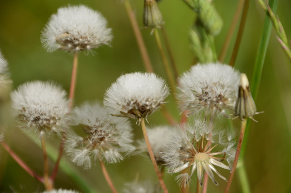 Einfache Pusteblumen