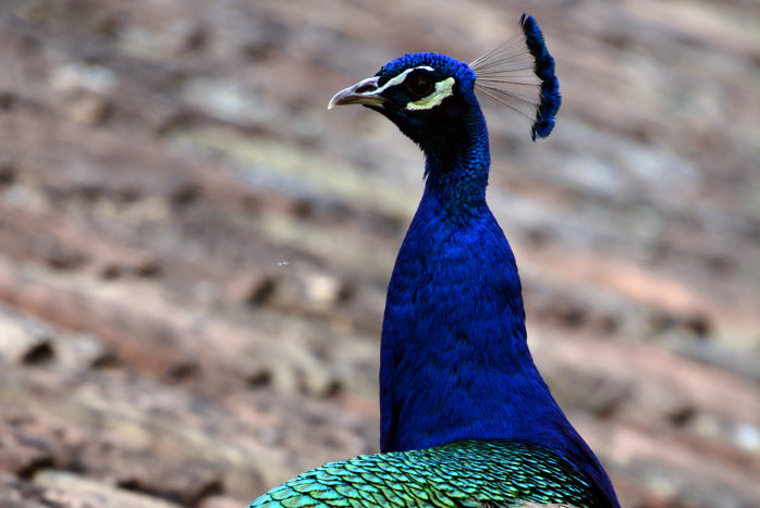 um Schluß posiert auch noch ein Pfau für uns