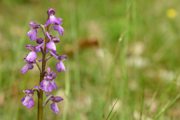 Diesmal fotografieren wir irgendwie viele Blumen