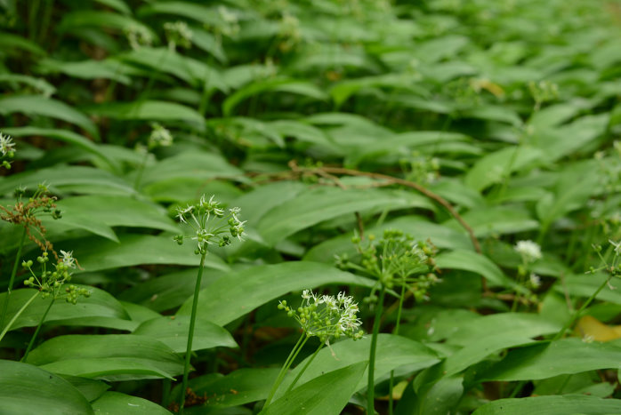 Bärlauchwald