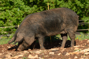 Bild: Großes, schwarzes Wollschwein