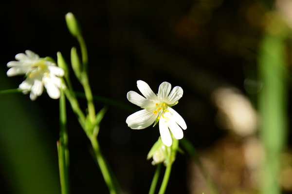 Überall schöne Blümchen am Wegesrand