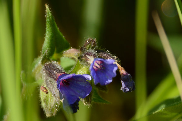 Überall schöne Blümchen am Wegesrand