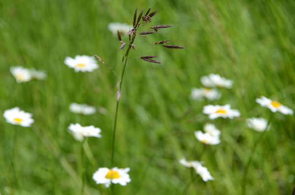 Auf den Wiesen wachsen die schönsten Blumen