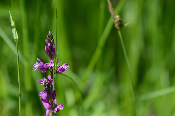 Auf den Wiesen wachsen die schönsten Blumen