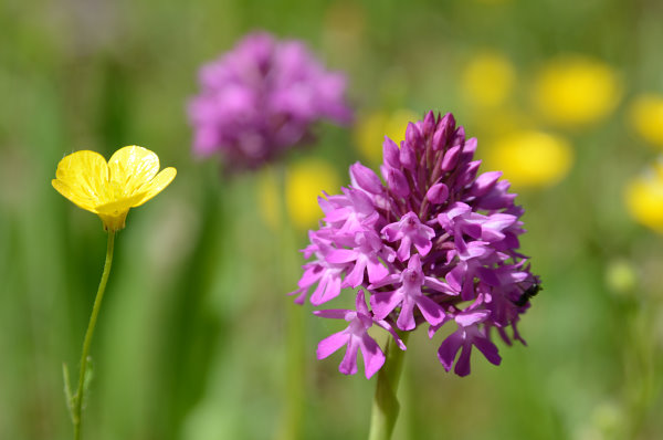 Auf den Wiesen wachsen die schönsten Blumen