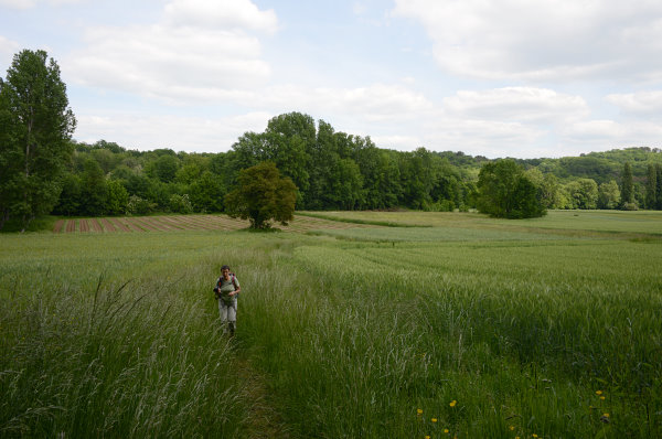 Der Weg führt durch frauhohes Gras