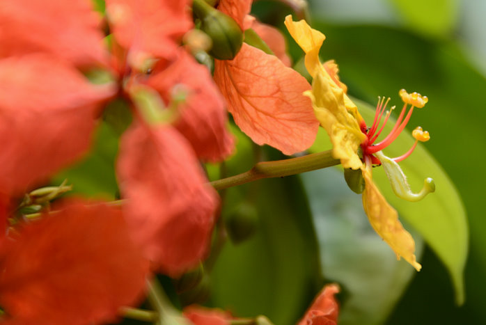 Hübsche Blüten gibt es natürlich auch