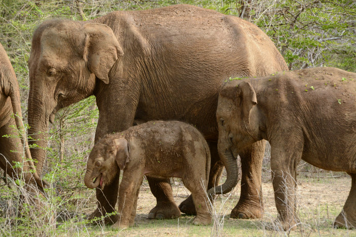 Ein ganz junger Elefant