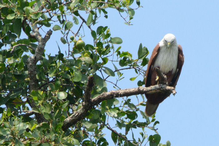 Ein Seeadler