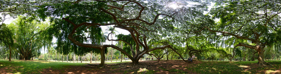 Bild: 360°-Panorama unter einem Baum