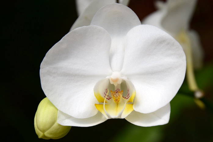 Orchidee in einer Sonderausstellung