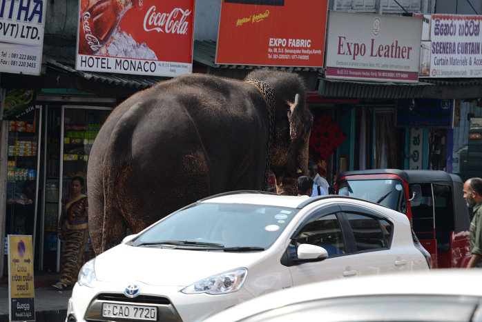 Der Elefant hat sich ordnungsgemäß eingereiht