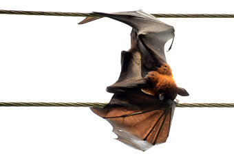 Bild: Endlich einen Flying Fox vor der Linse