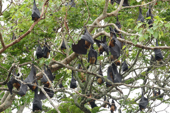 Hunderte von Fliegenden Hunden im Baum