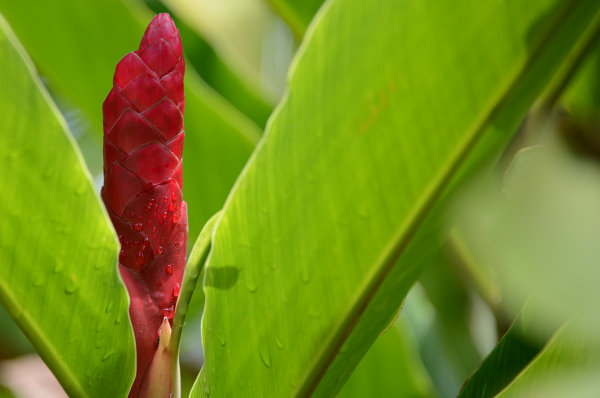 Unbekannte Blüte