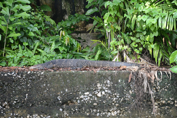 Da liegt er, der Wasserwaran