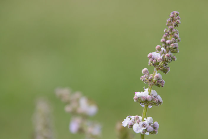 Eine tolle Wanderung zum Blumen fotografieren