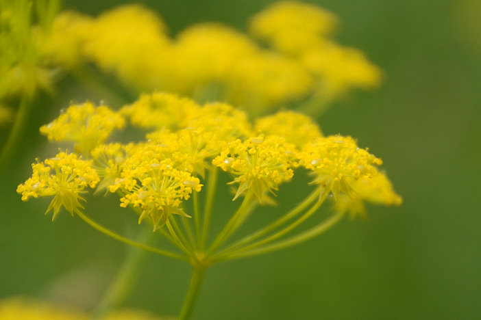 Eine tolle Wanderung zum Blumen fotografieren