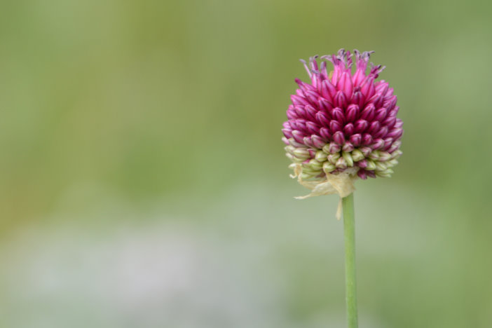 Eine tolle Wanderung zum Blumen fotografieren