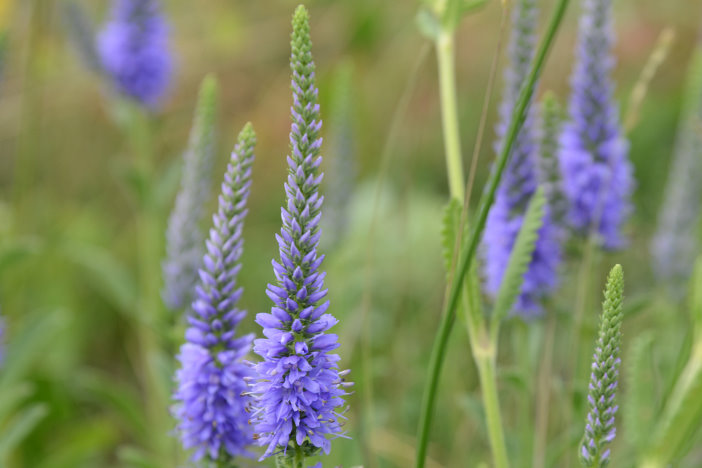 Eine tolle Wanderung zum Blumen fotografieren