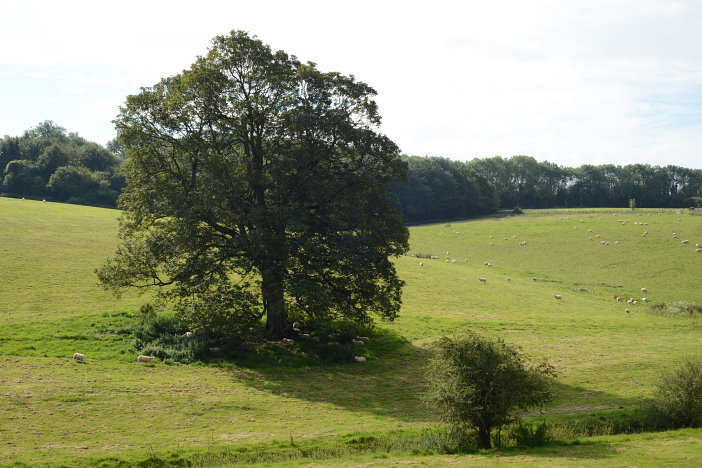 Ein riesiger Baum