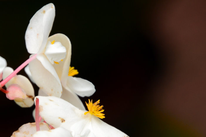 Blüte im Garten der Villa Folio