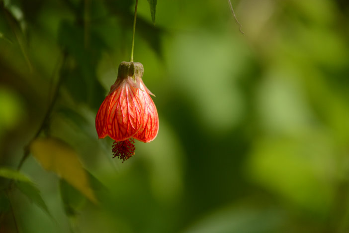 Blüte im Garten der Villa Folio