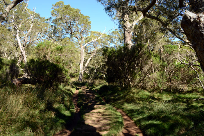 Toller Wald, toller Weg