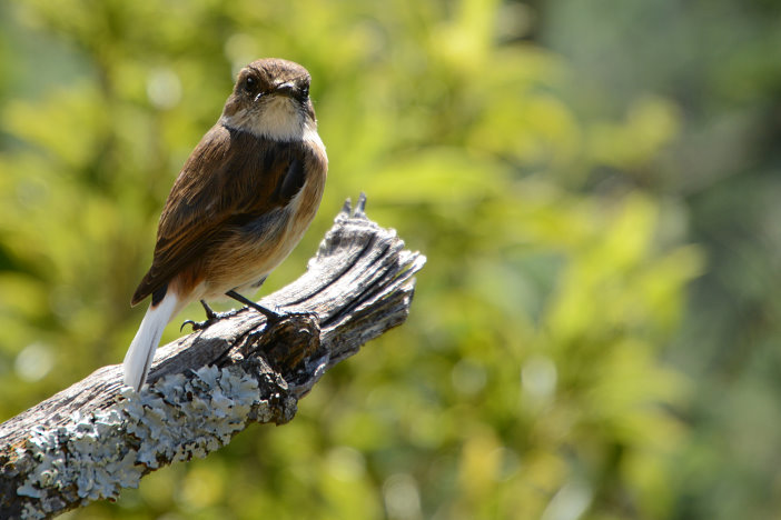 Zutraulicher Vogel