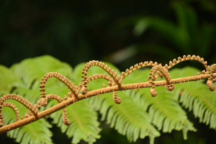 Geometrie in der Natur