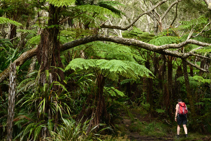 Ein echter Urwald aus Farnen