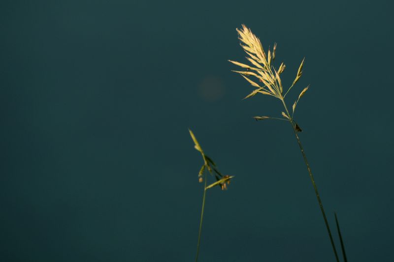 Grashalm im Licht