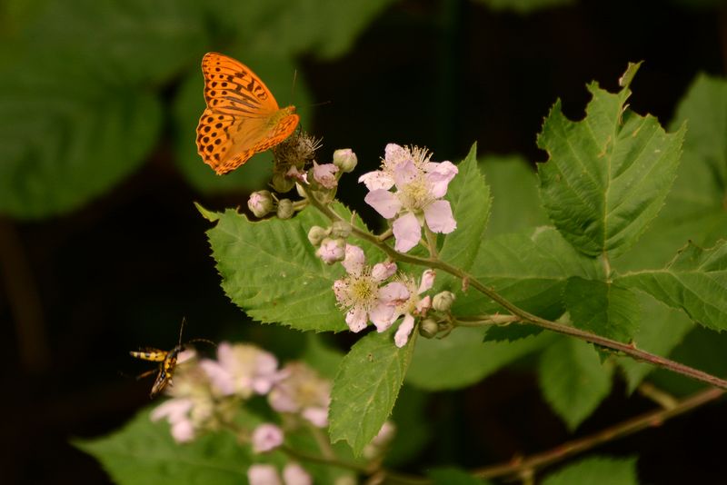 Schmetterling auf Blüte