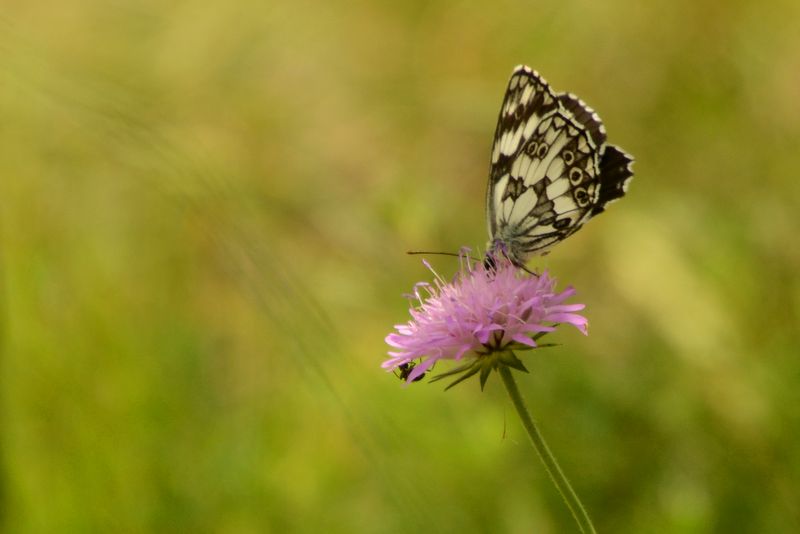 Schmetterling auf Blüte