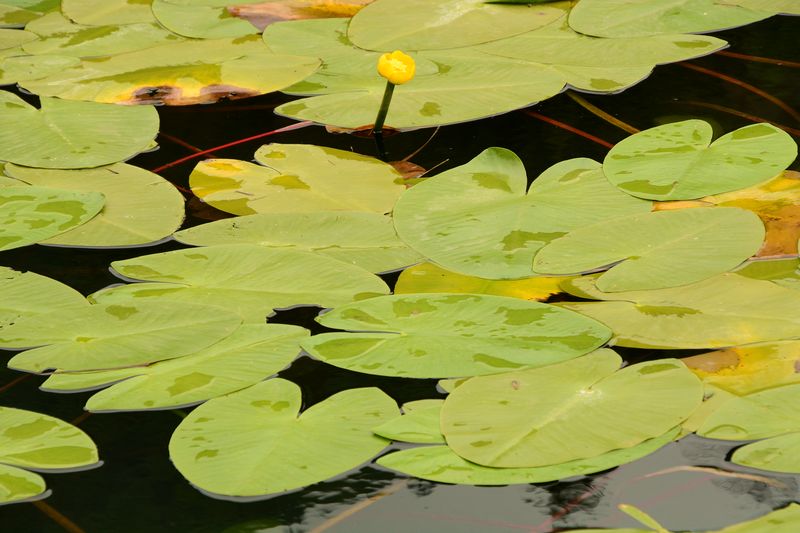 Am Lago d'Ampola