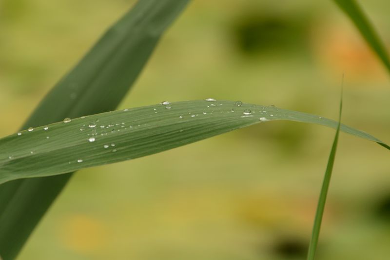 Wassertropfen auf Schilfblatt