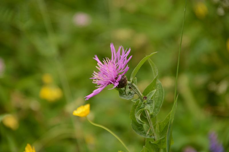 Blume am Wegesrand